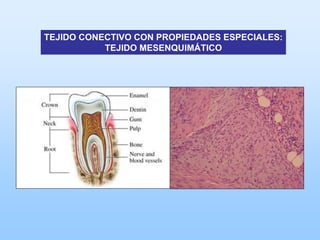 TEJIDO CONECTIVO CON PROPIEDADES ESPECIALES:
           TEJIDO MESENQUIMÁTICO
 