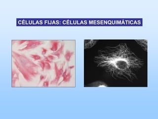 CÉLULAS FIJAS: CÉLULAS MESENQUIMÁTICAS
 