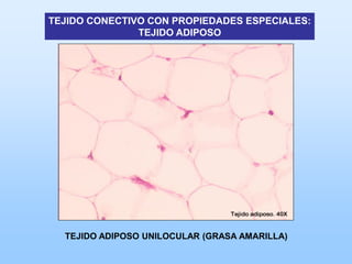 TEJIDO CONECTIVO CON PROPIEDADES ESPECIALES:
               TEJIDO ADIPOSO




  TEJIDO ADIPOSO UNILOCULAR (GRASA AMARILLA)
 