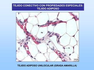 TEJIDO CONECTIVO CON PROPIEDADES ESPECIALES:
               TEJIDO ADIPOSO




  TEJIDO ADIPOSO UNILOCULAR (GRASA AMARILLA)
 