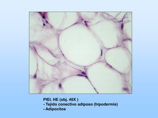PIEl. HE (obj. 40X )
- Tejido conectivo adiposo (hipodermis)
- Adipocitos
 
