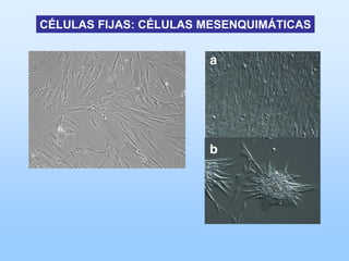 CÉLULAS FIJAS: CÉLULAS MESENQUIMÁTICAS
 