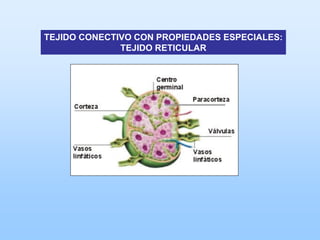 TEJIDO CONECTIVO CON PROPIEDADES ESPECIALES:
              TEJIDO RETICULAR
 