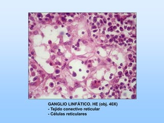 GANGLIO LINFÁTICO. HE (obj. 40X)
- Tejido conectivo reticular
- Células reticulares
 