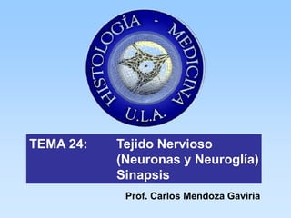 TEMA 24:   Tejido Nervioso
           (Neuronas y Neuroglía)
           Sinapsis
            Prof. Carlos Mendoza Gaviria
 