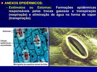 ANEXOS EPIDÉRMICOS: Estômatos ou Estomas:  Formações epidérmicas responsáveis pelas trocas gasosas e transpiração (respiração) e eliminação de água na forma de vapor (transpiração).  
