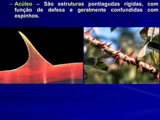 Acúleo –  São estruturas pontiagudas rígidas, com função de defesa e geralmente confundidas com espinhos.  