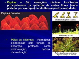 Papilas –  São elevações cônicas localizadas principalmente na epiderme de certas flores (amor-perfeito, por exemplo) dando-lhes aspectos aveludado.  Pêlos ou Tricomas –  Formações epidérmicas com função de absorção, proteção conta desidratação, defesa, disseminação.  