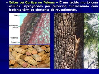 Súber ou Cortiça ou Felema –  É um tecido morto com células impregnadas por suberina, funcionando com isolante térmico elemento de revestimento.  