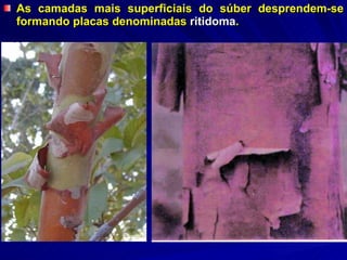 As camadas mais superficiais do súber desprendem-se formando placas denominadas  ritidoma .  