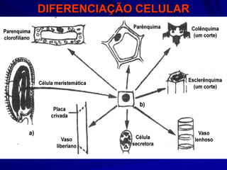 DIFERENCIAÇÃO CELULAR 