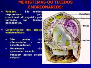 MERISTEMAS OU TECIDOS EMBRIONÁRIOS: Funções –  São tecidos responsáveis pelo crescimento do vegetal e pela formação dos tecidos permanentes.  Características das células meristemáticas: São células não diferenciadas e com aspecto mitótico. Geralmente não apresentam vacúolo. Possuem parede celular delgada.  
