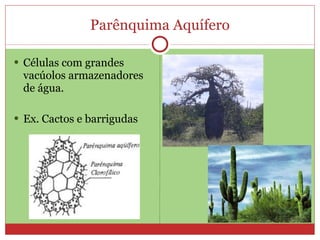 Parênquima Aquífero Células com grandes vacúolos armazenadores de água. Ex. Cactos e barrigudas 