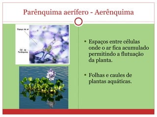 Parênquima aerífero - Aerênquima Espaços entre células  onde o ar fica acumulado permitindo a flutuação da planta. Folhas e caules de plantas aquáticas. 