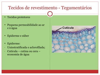 Tecidos de revestimento - Tegumentários Tecidos protetores Pequena permeabilidade ao ar e à água Epiderme e súber Epiderme: Uniestratificada e aclorofilada; Cutícula – cutina ou cera – economia de água 