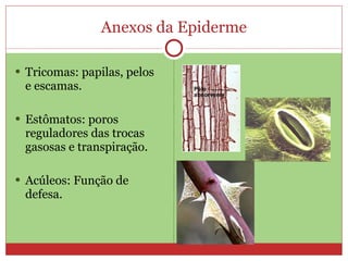 Anexos da Epiderme Tricomas: papilas, pelos e escamas. Estômatos: poros reguladores das trocas gasosas e transpiração. Acúleos: Função de defesa. 