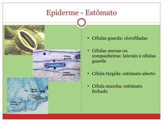 Epiderme - Estômato Células guarda: clorofiladas Células anexas ou companheiras: laterais à células guarda Célula túrgida: estômato aberto Célula murcha: estômato fechado 