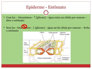 Epiderme - Estômato Com luz – fotossíntese -    [glicose] – água entra na célula por osmose – abre o estômato Sem luz - fotossíntese -    [glicose] – água sai da célula por osmose – fecha o estômato 