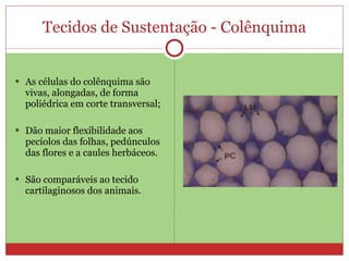 Tecidos de Sustentação - Colênquima As células do colênquima são vivas, alongadas, de forma poliédrica em corte transversal; Dão maior flexibilidade aos pecíolos das folhas, pedúnculos das flores e a caules herbáceos. São comparáveis ao tecido cartilaginosos dos animais. 