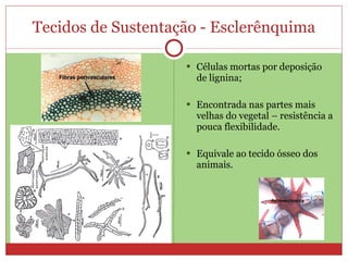 Tecidos de Sustentação - Esclerênquima Células mortas por deposição de lignina; Encontrada nas partes mais velhas do vegetal – resistência a pouca flexibilidade. Equivale ao tecido ósseo dos animais. 