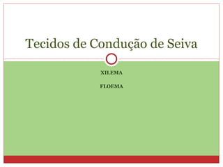 XILEMA FLOEMA Tecidos de Condução de Seiva 
