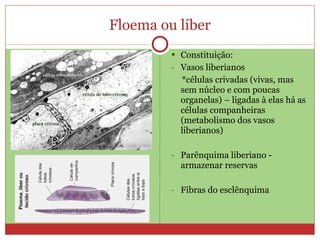 Floema ou líber Constituição: Vasos liberianos *células crivadas (vivas, mas sem núcleo e com poucas organelas) – ligadas à elas há as células companheiras (metabolismo dos vasos liberianos) Parênquima liberiano - armazenar reservas Fibras do esclênquima 