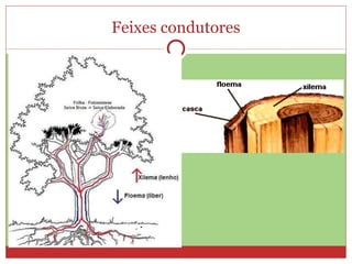 Feixes condutores 