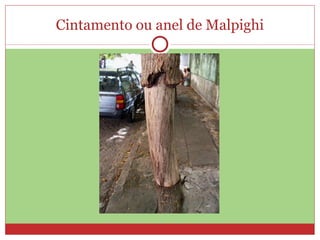 Cintamento ou anel de Malpighi 