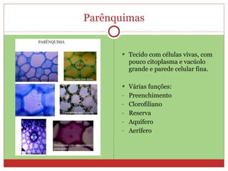 Parênquimas Tecido com células vivas, com pouco citoplasma e vacúolo grande e parede celular fina. Várias funções: Preenchimento Clorofiliano Reserva Aquífero Aerífero 