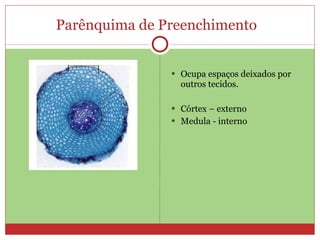 Parênquima de Preenchimento  Ocupa espaços deixados por outros tecidos. Córtex – externo Medula - interno 