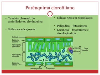 Parênquima clorofiliano Também chamado de assimilador ou clorênquima Folhas e caules jovens Células ricas em cloroplastos Paliçádico – fotossíntese Lacunoso – fotossíntese e circulação de ar. 