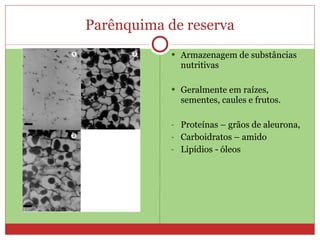 Parênquima de reserva Armazenagem de substâncias nutritivas Geralmente em raízes, sementes, caules e frutos. Proteínas – grãos de aleurona, Carboidratos – amido Lipídios - óleos 