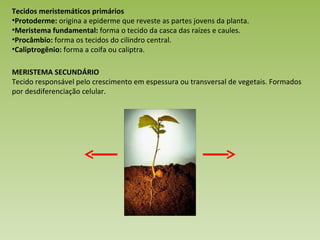 Protoderme Vegetal Histologia vegetal | PPT