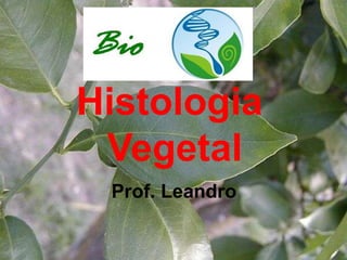 Histologia
Vegetal
Prof. Leandro

 