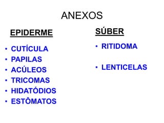 ANEXOS
EPIDERME
•
•
•
•
•
•

CUTÍCULA
PAPILAS
ACÚLEOS
TRICOMAS
HIDATÓDIOS
ESTÔMATOS

SÚBER
• RITIDOMA
• LENTICELAS

 