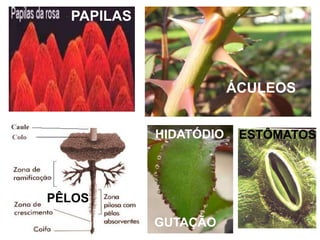 PAPILAS

ÁCULEOS
HIDATÓDIO

PÊLOS
GUTAÇÃO

ESTÔMATOS

 