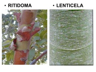 • RITIDOMA

• LENTICELA

 