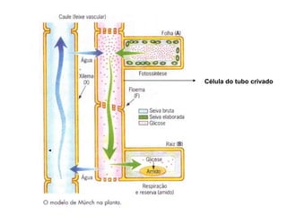 Célula do tubo crivado

 