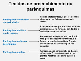 Tecidos de preenchimento ou
parênquimas
Parênquima clorofiliano
ou assimilador

Parênquima amilífero
ou de reserva

Parênquima aerífero ou
aerênquima

Parênquima aquífero

Realiza a fotossíntese, e por isso é mais
abundante nas folhas e nos caules
verdes;
É um parênquima que armazena reservas
principalmente na forma de amido. Ele é
mais abundante nas raízes;

Armazena ar, não para a sua respiração,
mas para conseguir ficar mais leve e
flutuar no ambiente aquático. É muito
desenvolvido na vitória-régia e nos
aguapés;
Armazena água para resistir ao dias de
dificuldade. É bem desenvolvido nas
plantas Xerófitas ( de clima quente e
seco)

 