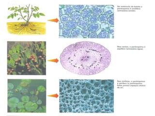 Histologia vegetal