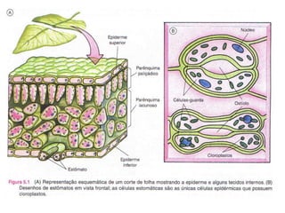 Histologia vegetal