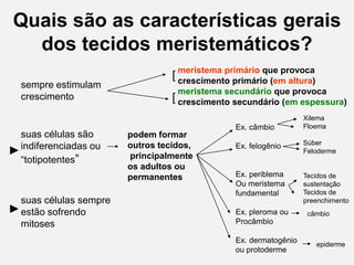 Quais são as características gerais
dos tecidos meristemáticos?
sempre estimulam
crescimento

suas células são
► indiferenciadas ou
“totipotentes”

suas células sempre
► estão sofrendo
mitoses

[ meristema primário que provoca
crescimento primário (em altura)
meristema secundário que provoca

[ crescimento secundário (em espessura)
podem formar
outros tecidos,
principalmente
os adultos ou
permanentes

Ex. câmbio

Xilema
Floema

Ex. felogênio

Súber
Feloderme

Ex. periblema
Ou meristema
fundamental

Tecidos de
sustentação
Tecidos de
preenchimento

Ex. pleroma ou
Procâmbio

Ex. dermatogênio
ou protoderme

câmbio

epiderme

 
