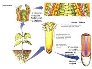 procâmbio

protoderme
meristema
fundamental
protoderme

xilemas

protoderme
procâmbio
periblema ou
meristema
fundamental
coifa ou
caliptra

floema

 