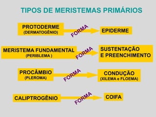 TIPOS DE MERISTEMAS PRIMÁRIOS
PROTODERME
(DERMATOGÊNIO)

MERISTEMA FUNDAMENTAL
(PERIBLEMA )

EPIDERME

SUSTENTAÇÃO
E PREENCHIMENTO

PROCÂMBIO

CONDUÇÃO

(PLEROMA)

(XILEMA e FLOEMA)

CALIPTROGÊNIO

COIFA

 