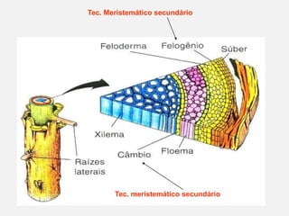 Tec. Meristemático secundário

Tec. meristemático secundário

 