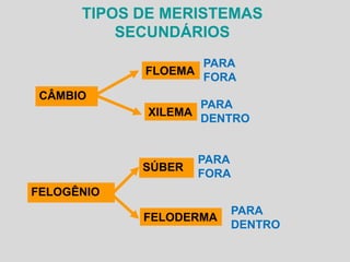 TIPOS DE MERISTEMAS
SECUNDÁRIOS
PARA
FLOEMA
FORA
CÂMBIO

PARA
XILEMA
DENTRO

SÚBER

PARA
FORA

FELOGÊNIO
FELODERMA

PARA
DENTRO

 