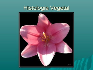 Histologia VegetalHistologia Vegetal
 