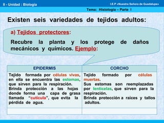 a) Tejidos protectores:
Recubre la planta y los protege de daños
mecánicos y químicos. Ejemplo:
Existen seis variedades de tejidos adultos:
EPIDERMIS CORCHO
Tejido formada por células vivas,
en ella se encuentra las estomas,
que sirven para la respiración.
Brinda protección a las hojas
donde forma una capa de grasa
llamada “cutícula”, que evita la
pérdida de agua.
Tejido formado por células
muertas.
Sus estomas son reemplazadas
por lenticelas, que sirven para la
respiración.
Brinda protección a raíces y tallos
adultos.
II - Unidad : Biología
Tema: Histología – Parte I
I.E.P «Nuestra Señora de Guadalupe»
 