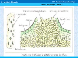II - Unidad : Biología
Tema: Histología – Parte I
I.E.P «Nuestra Señora de Guadalupe»
 
