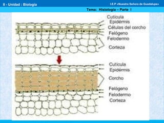 II - Unidad : Biología
Tema: Histología – Parte I
I.E.P «Nuestra Señora de Guadalupe»
 